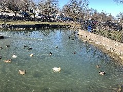 Our Daily Walk; Duck Pond; Clifton Springs, NY